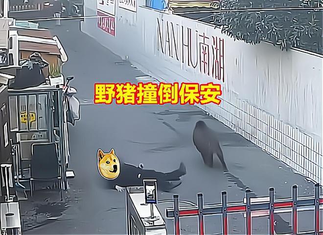 每头野猪悬赏2400有人一晚捕13头(每头野猪悬赏2400有人一晚捕13头吗)